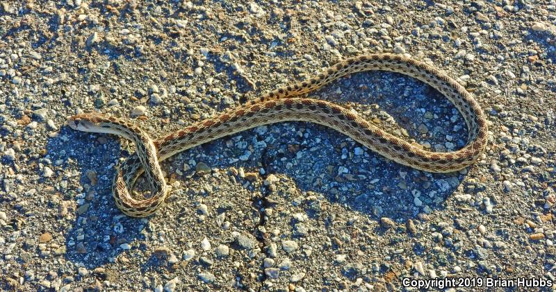 Pacific Gopher Snake (Pituophis catenifer catenifer)