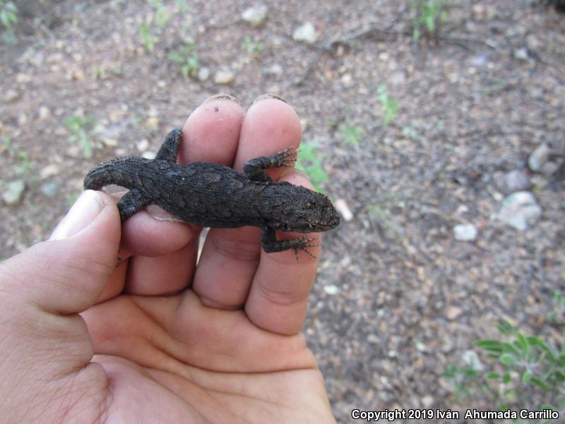 Graphic Lizard (Sceloporus grammicus)