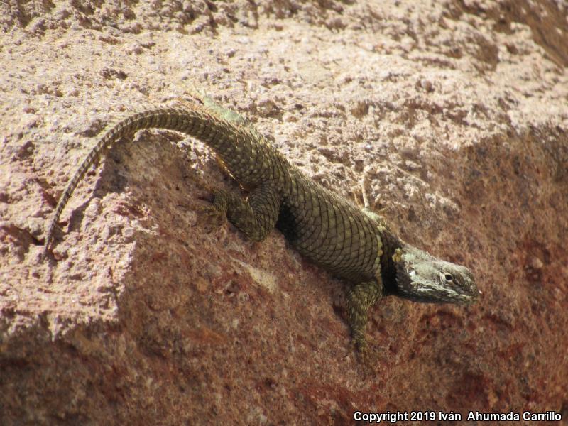 Torquate Lizard (Sceloporus torquatus)