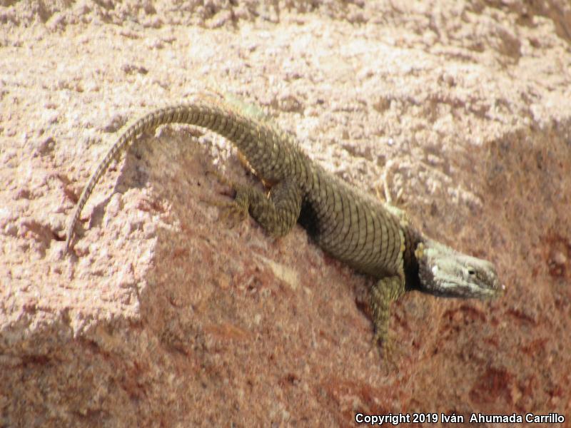 Torquate Lizard (Sceloporus torquatus)