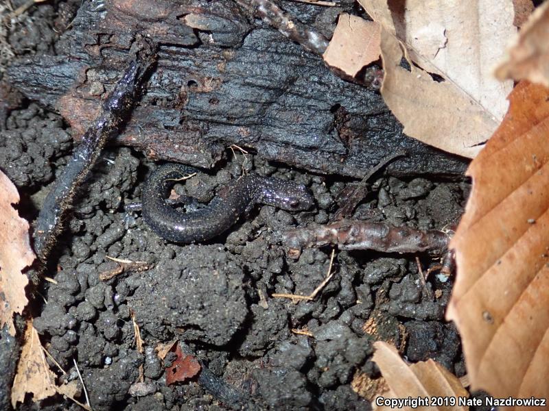 Eastern Red-backed Salamander (Plethodon cinereus)