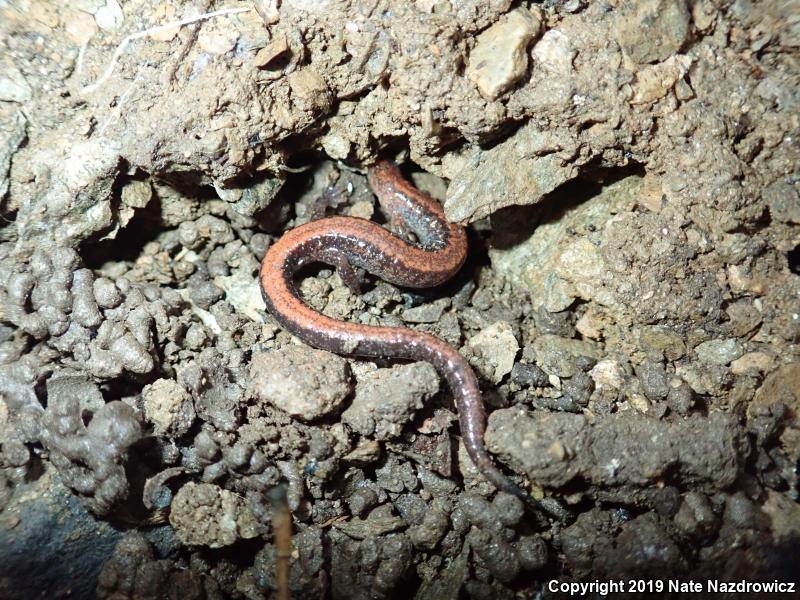 Eastern Red-backed Salamander (Plethodon cinereus)