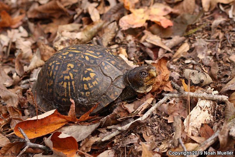 Gulf Coast Box Turtle (Terrapene carolina major)