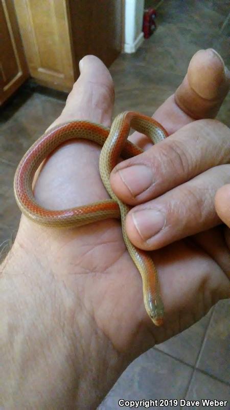 Variable Groundsnake (Sonora semiannulata semiannulata)