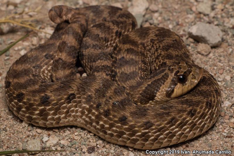 Mexican Hog-nosed Snake (Heterodon kennerlyi)