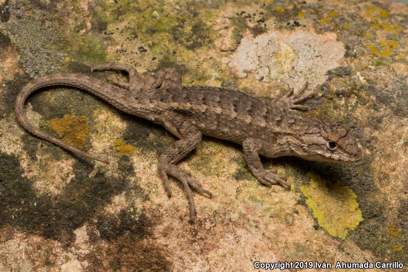 Shy Spiny Lizard (Sceloporus cautus)