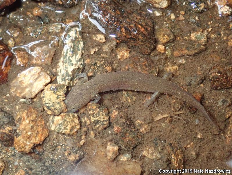 Northern Red Salamander (Pseudotriton ruber ruber)