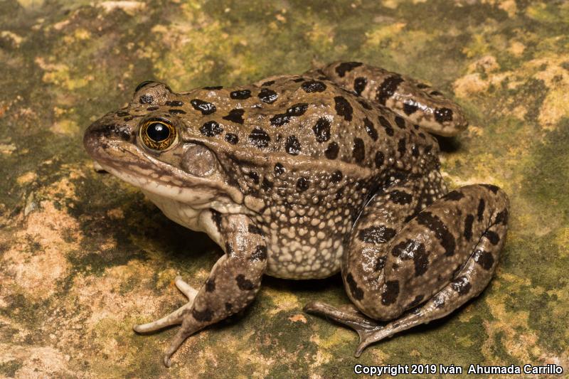 Montezuma Leopard Frog (Lithobates montezumae)