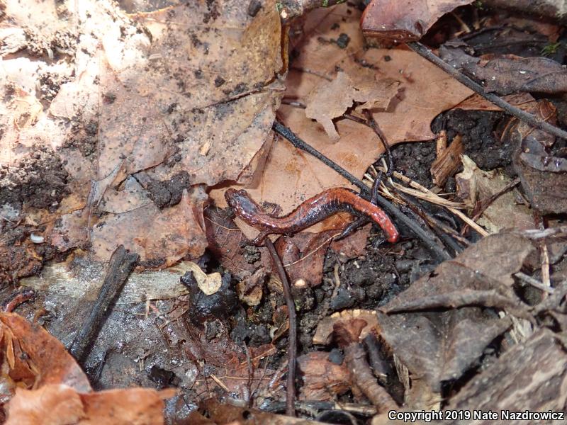 Eastern Red-backed Salamander (Plethodon cinereus)