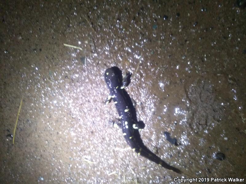 California Tiger Salamander (Ambystoma californiense)