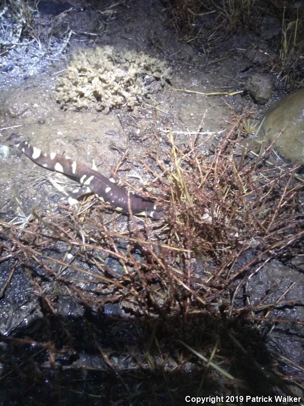 California Tiger Salamander (Ambystoma californiense)