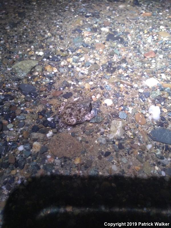 Western Spadefoot (Spea hammondii)