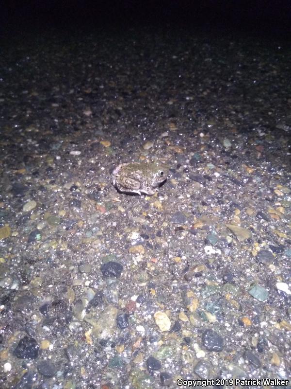 Western Spadefoot (Spea hammondii)