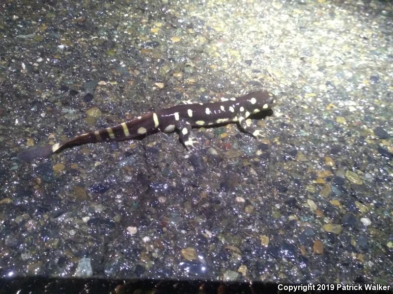 California Tiger Salamander (Ambystoma californiense)