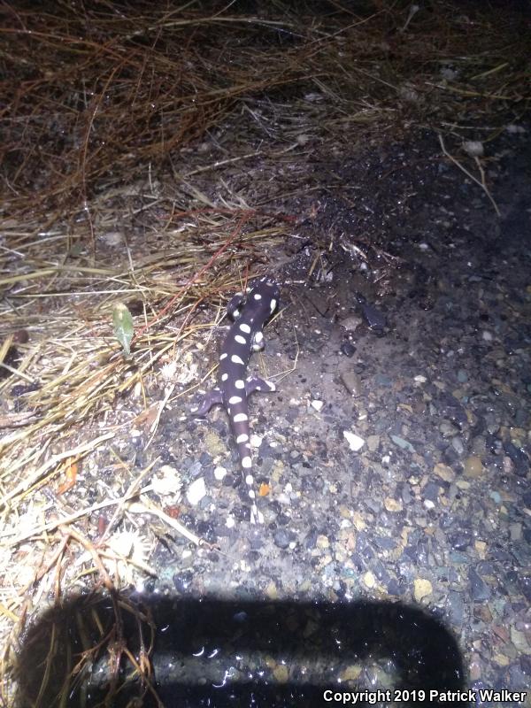 California Tiger Salamander (Ambystoma californiense)