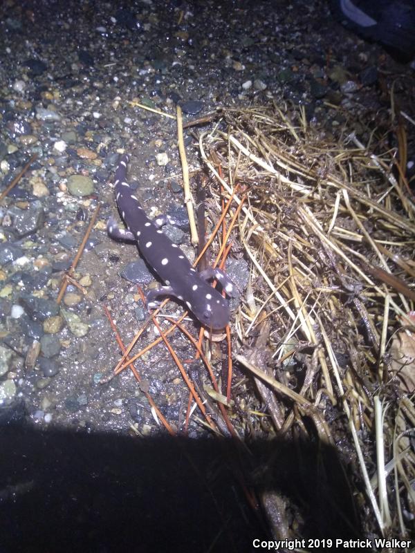 California Tiger Salamander (Ambystoma californiense)