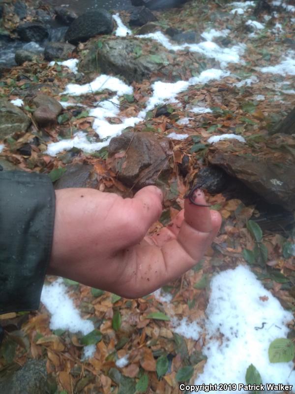 Gregarious Slender Salamander (Batrachoseps gregarius)