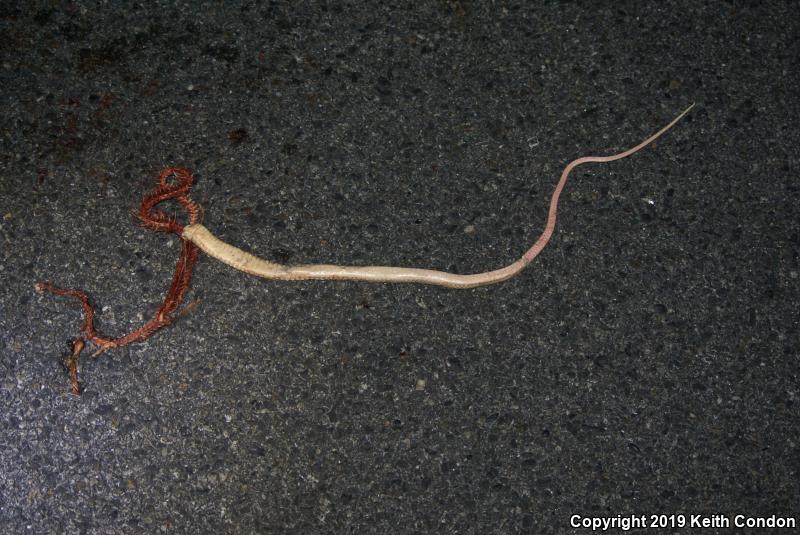 Red Racer (Coluber flagellum piceus)