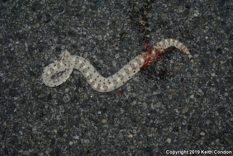 Mojave Desert Sidewinder (Crotalus cerastes cerastes)