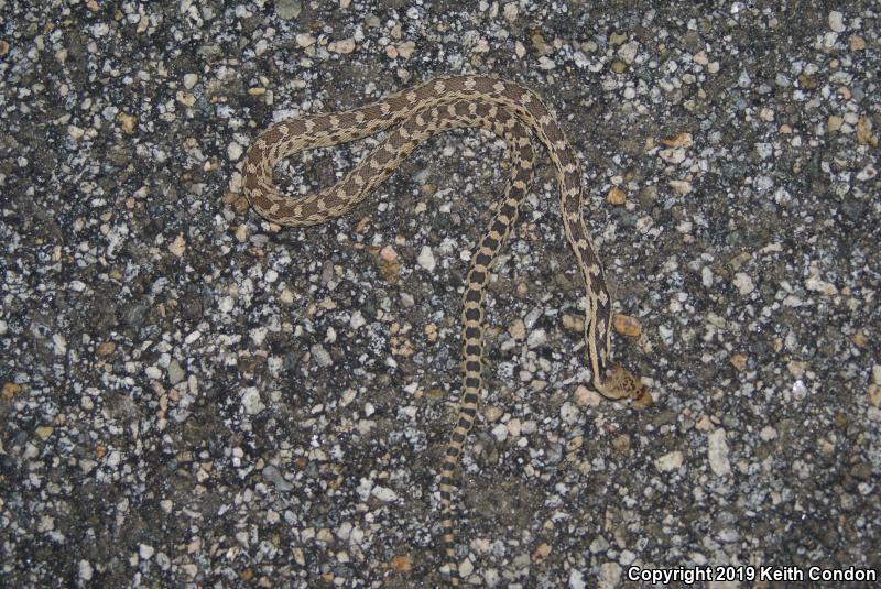 Great Basin Gopher Snake (Pituophis catenifer deserticola)