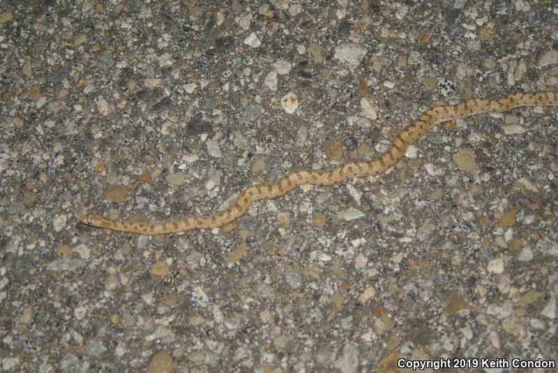 Mojave Glossy Snake (Arizona elegans candida)