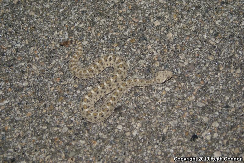 Mojave Desert Sidewinder (Crotalus cerastes cerastes)