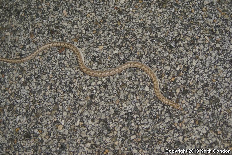 Mojave Glossy Snake (Arizona elegans candida)