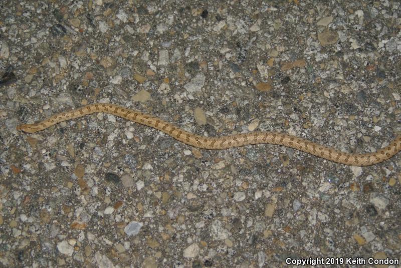 Mojave Glossy Snake (Arizona elegans candida)