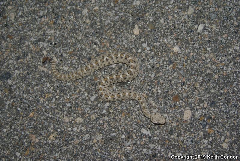 Mojave Desert Sidewinder (Crotalus cerastes cerastes)