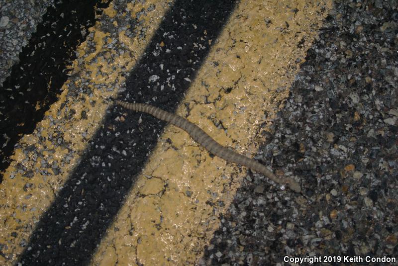 Panamint Rattlesnake (Crotalus stephensi)