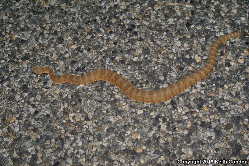 Panamint Rattlesnake (Crotalus stephensi)