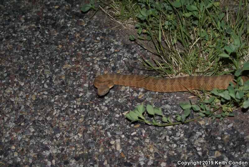 Panamint Rattlesnake (Crotalus stephensi)