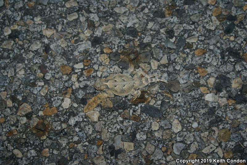 Desert Horned Lizard (Phrynosoma platyrhinos)