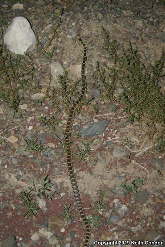 Great Basin Gopher Snake (Pituophis catenifer deserticola)