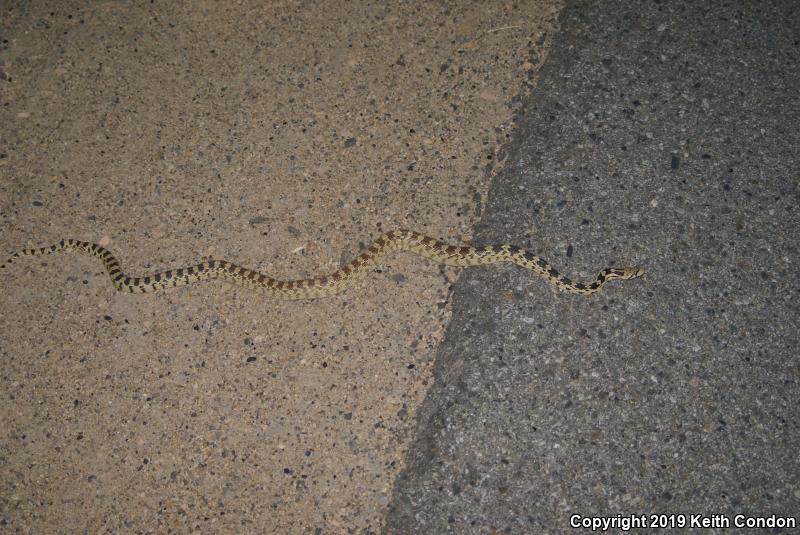 Great Basin Gopher Snake (Pituophis catenifer deserticola)