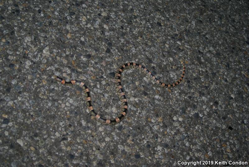 Western Long-nosed Snake (Rhinocheilus lecontei)