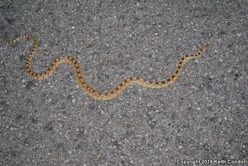 Great Basin Gopher Snake (Pituophis catenifer deserticola)