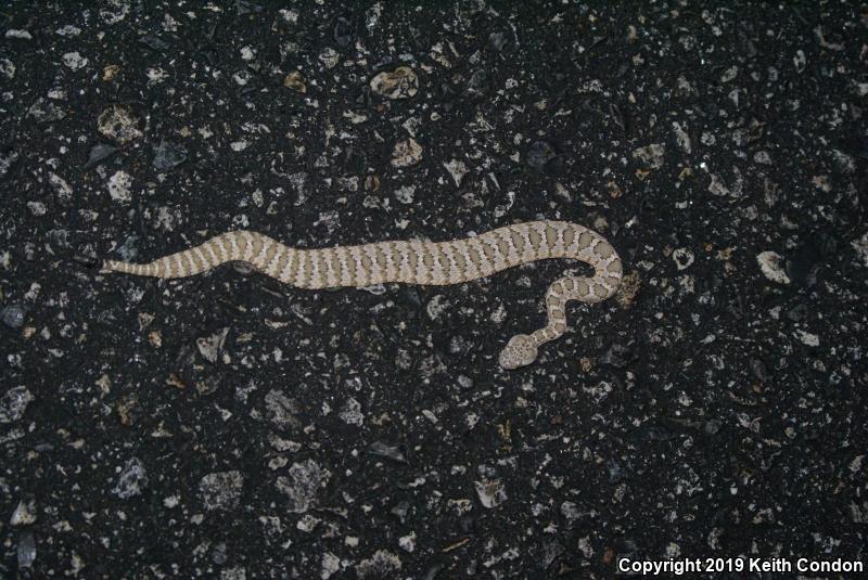 Panamint Rattlesnake (Crotalus stephensi)