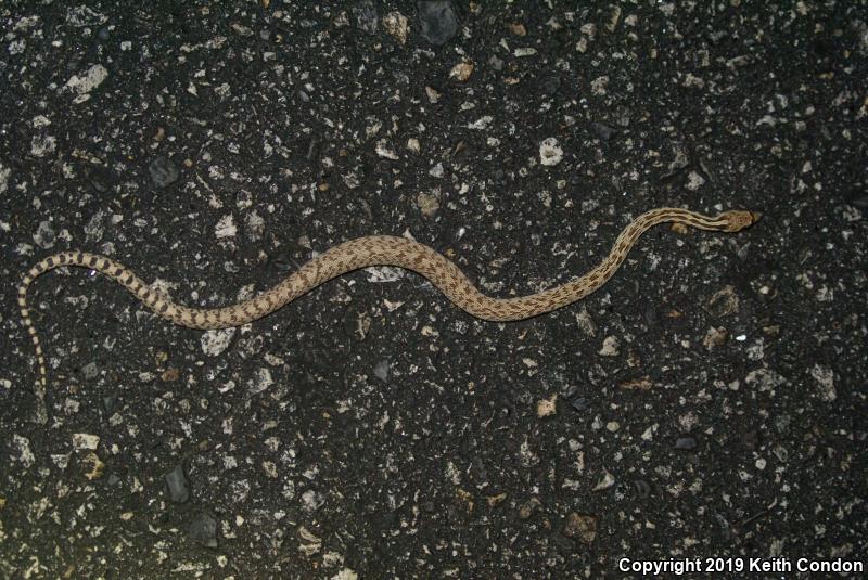 Great Basin Gopher Snake (Pituophis catenifer deserticola)