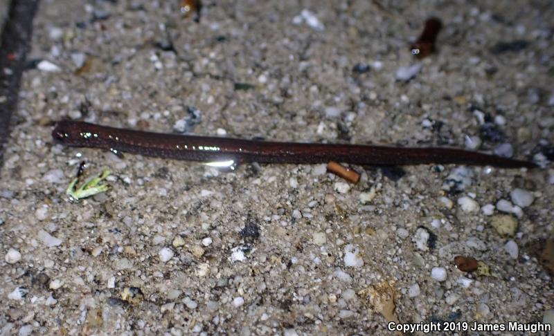 California Slender Salamander (Batrachoseps attenuatus)