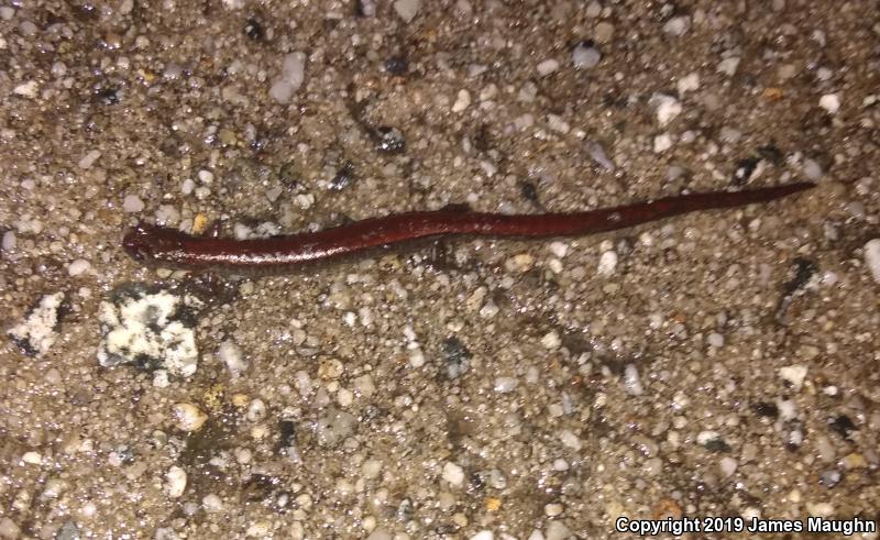 California Slender Salamander (Batrachoseps attenuatus)