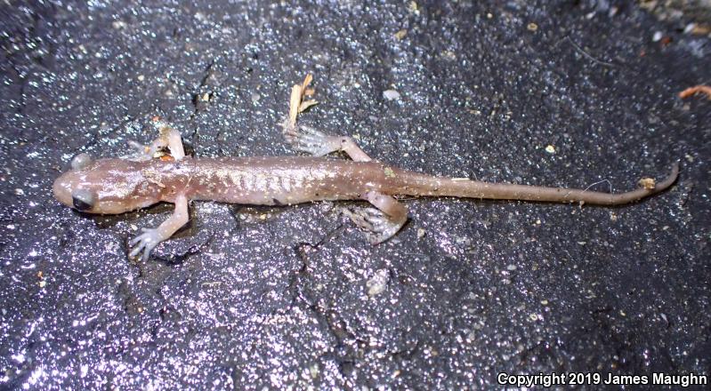 Arboreal Salamander (Aneides lugubris)