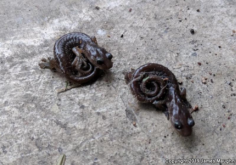 Arboreal Salamander (Aneides lugubris)