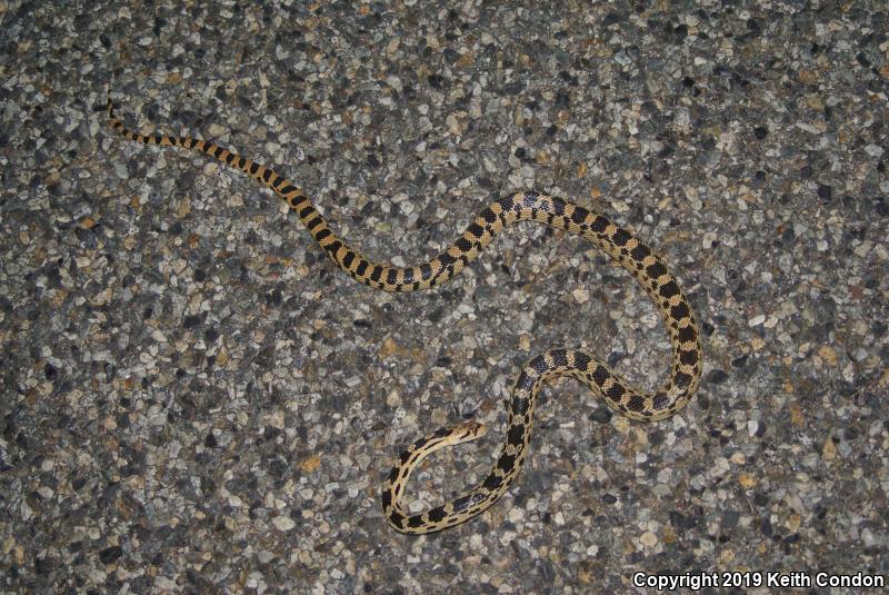 Great Basin Gopher Snake (Pituophis catenifer deserticola)