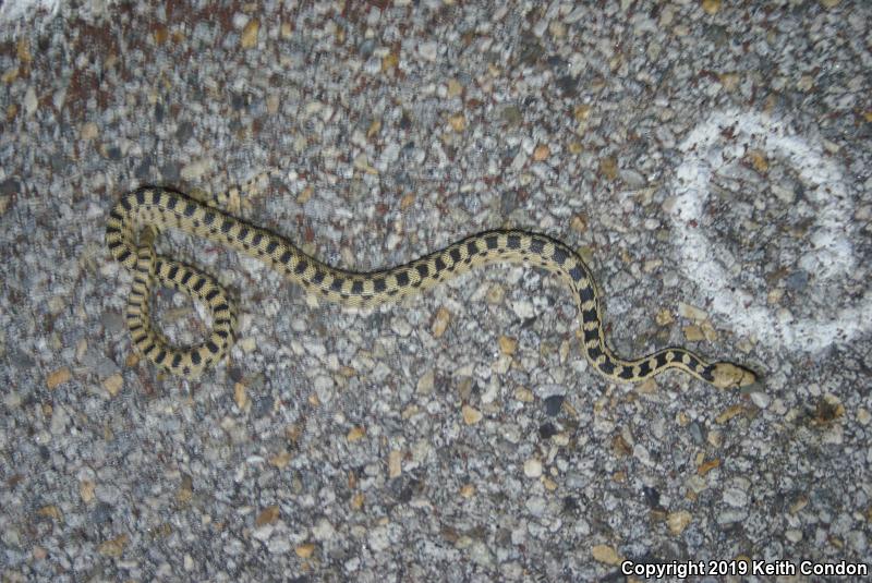 Great Basin Gopher Snake (Pituophis catenifer deserticola)