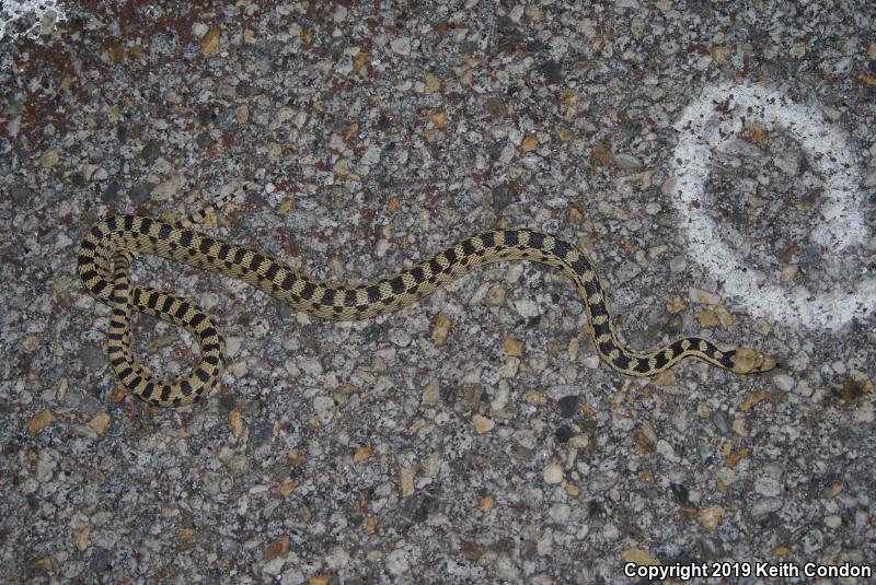 Great Basin Gopher Snake (Pituophis catenifer deserticola)