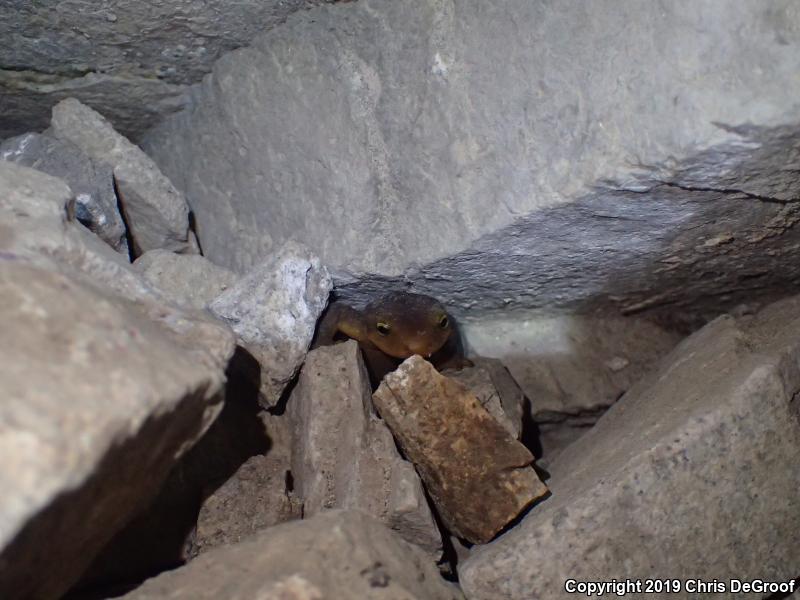 California Newt (Taricha torosa)