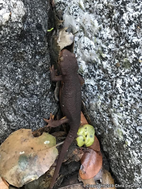 California Newt (Taricha torosa)