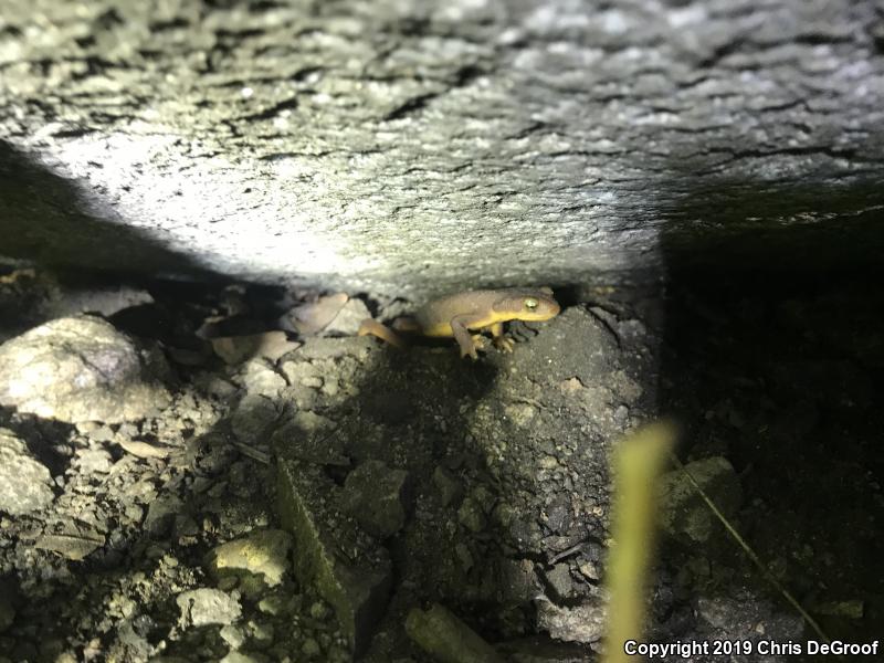 California Newt (Taricha torosa)