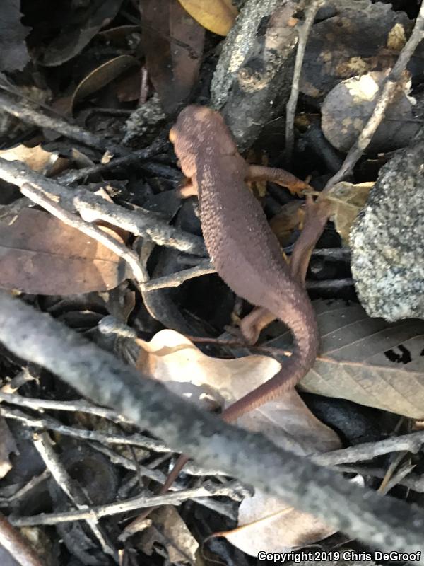 California Newt (Taricha torosa)